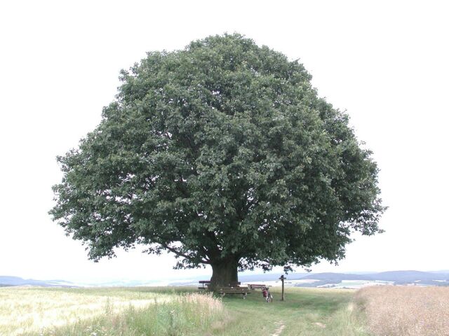 Click al árbol genealógico de los Dalguerres del Perú